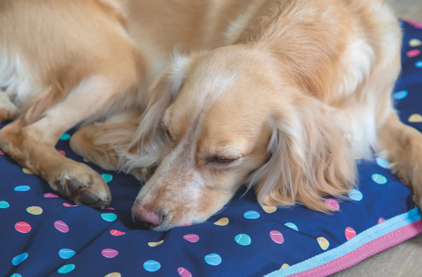 Digby & Fox Waterproof Dog Bed**