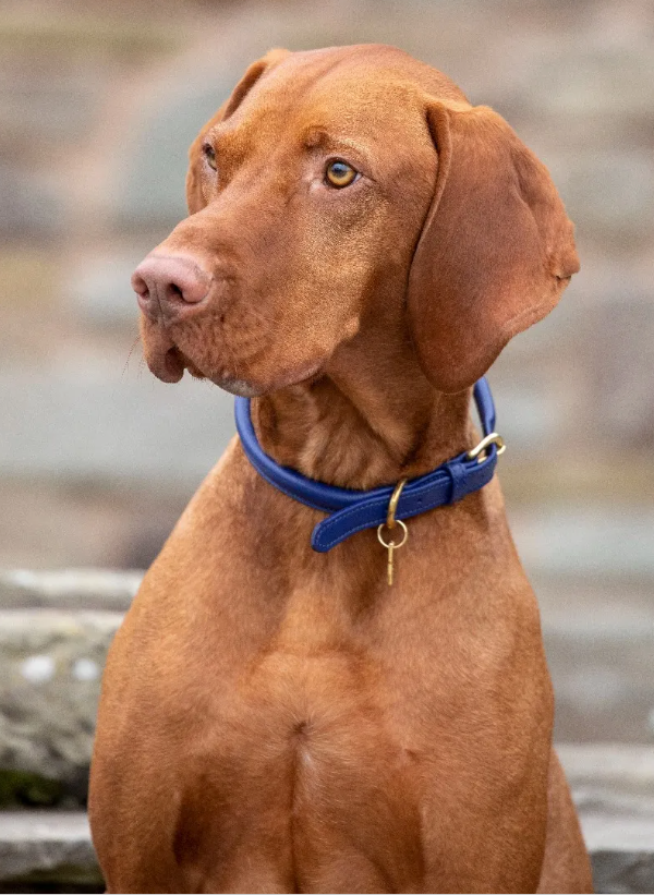Digby & Fox Rolled Leather Dog Collar**