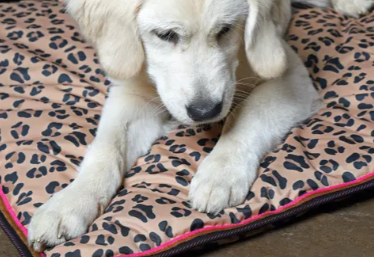 Digby & Fox Waterproof Dog Bed**