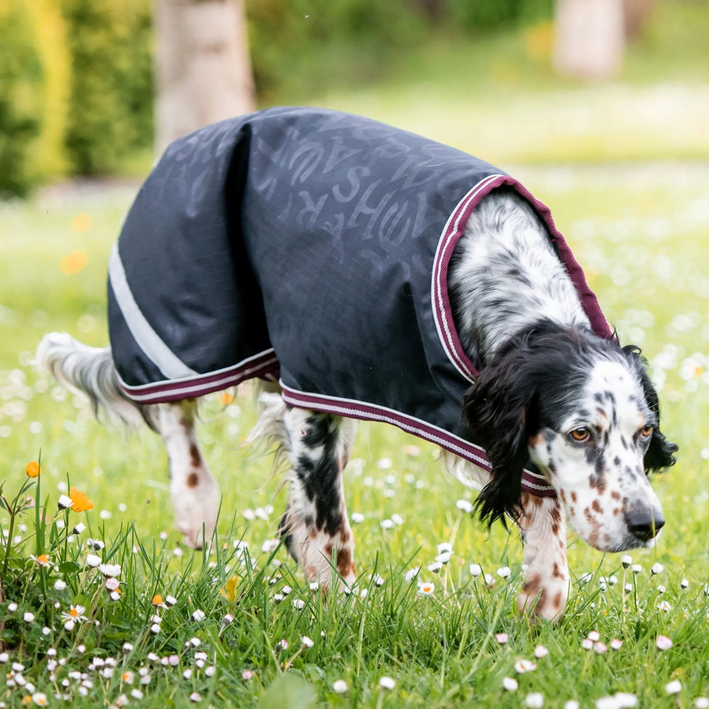 Horseware Amigo Dog Rug Ripstop